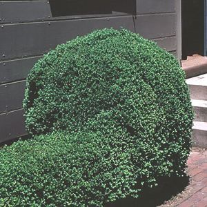 Image courtesy of Greenleaf Nursery
