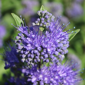 Image Property of Sooner Plant Farm