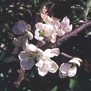 Image courtesy of Greenleaf Nursery