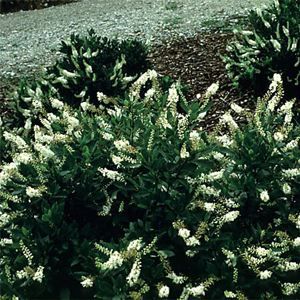 Image courtesy of Greenleaf Nursery