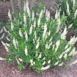 Image courtesy of Greenleaf Nursery