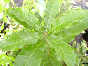 SHINGLE OAK