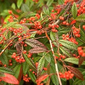 Photo Courtesy of Grennleaf Nursery