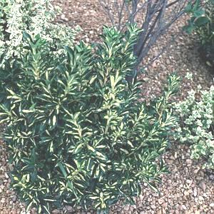 Image courtesy of Greenleaf Nursery