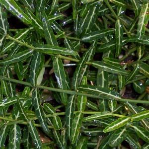 Image courtesy of Greenleaf Nursery