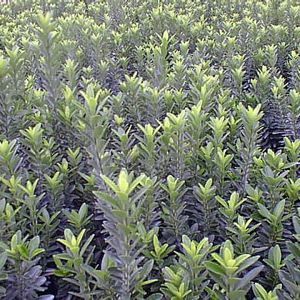 Image courtesy of Greenleaf Nursery