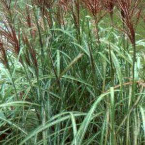 Image courtesy of Greenleaf Nursery