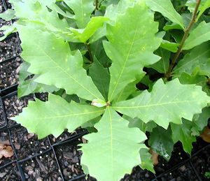 SWAMP WHITE OAK
