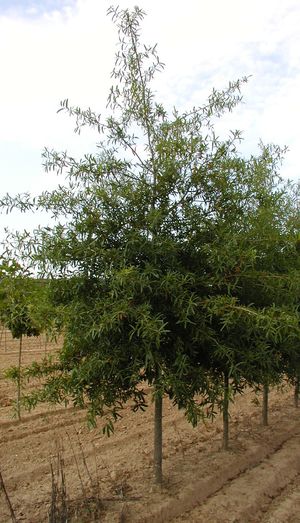 WILLOW OAK