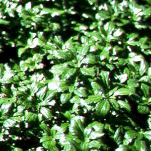 Image courtesy of Greenleaf Nursery