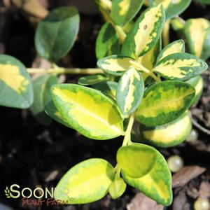 Image Property of Sooner Plant Farm, Inc.