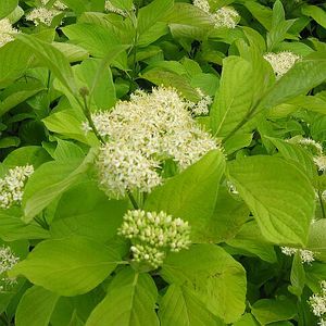 Image courtesy of Greenleaf Nursery
