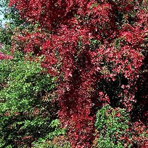 Image courtesy of Greenleaf Nursery