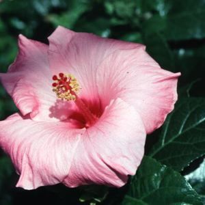 Image courtesy of Greenleaf Nursery