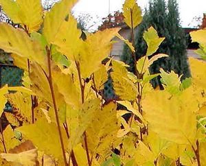 HERITAGE® RIVER BIRCH