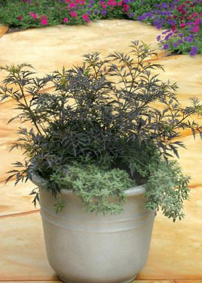 BLACK LACE® ELDERBERRY