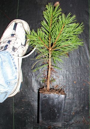 LIMBER PINE