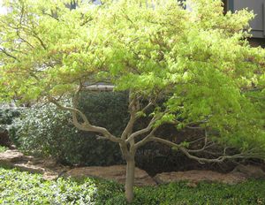 VIRIDIS WEEPING JAPANESE MAPLE