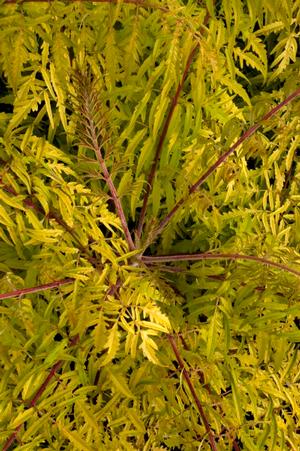 TIGER EYES® CUTLEAF STAGHORN SUMAC