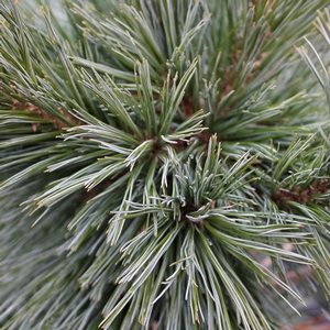VANDERWOLF'S PYRAMIDAL PINE