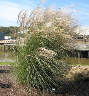 YAKU JIMA DWARF MAIDEN GRASS