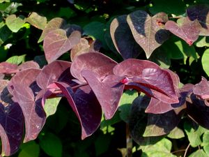 BURGUNDY HEARTS™ REDBUD