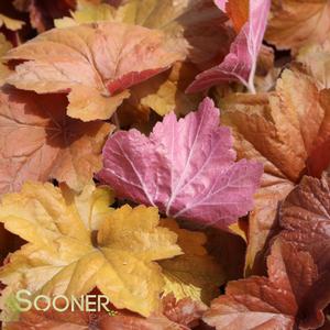SOUTHERN COMFORT CORAL BELLS