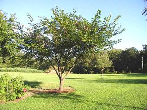 EASTERN REDBUD