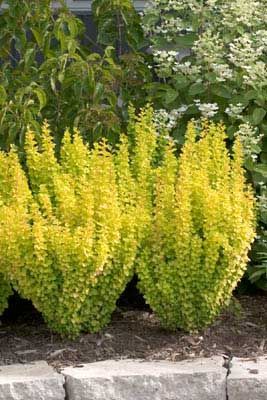 SUNJOY GOLD PILLAR® BARBERRY