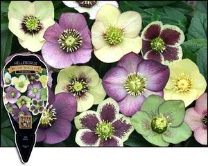 BRUSHSTROKES LENTEN ROSE