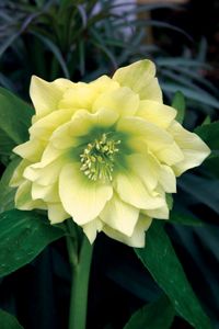 GOLDEN LOTUS WINTER JEWELS™ LENTEN ROSE