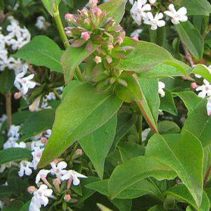 FRAGRANT ABELIA