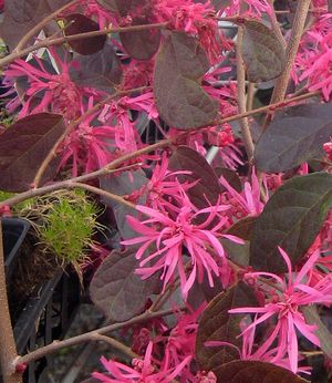 PLUM PURPLE LOROPETALUM
