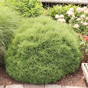 MR. BOWLING BALL ARBORVITAE