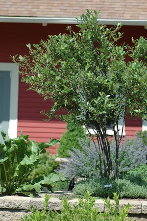 BRILLIANT RED CHOKEBERRY