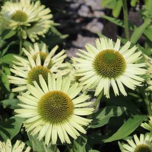 GREEN JEWEL CONEFLOWER
