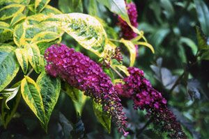 SANTANA BUTTERFLY BUSH