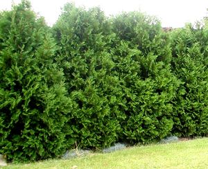 GREEN GIANT ARBORVITAE