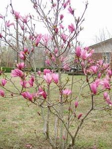 BETTY MAGNOLIA