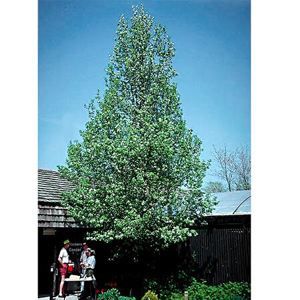 CHANTICLEER® ORNAMENTAL PEAR