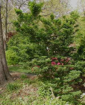 LION'S HEAD UPRIGHT JAPANESE MAPLE