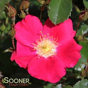 OSO EASY® CHERRY PIE ROSE