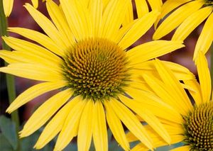 MAC 'N CHEESE CONEFLOWER