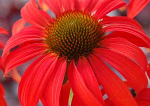 TOMATO SOUP CONEFLOWER