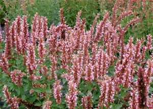 COTTON CANDY HYSSOP