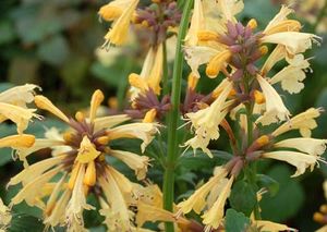 SUMMER GLOW HYSSOP