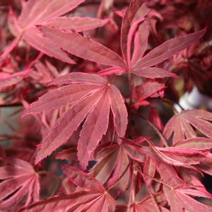 SHIRAZZ UPRIGHT JAPANESE MAPLE