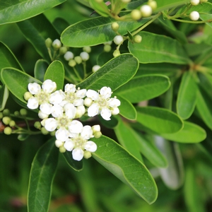 SANTA CRUZ PYRACANTHA