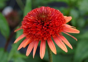 CORAL REEF CONEFLOWER