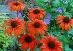 TANGERINE DREAM CONEFLOWER